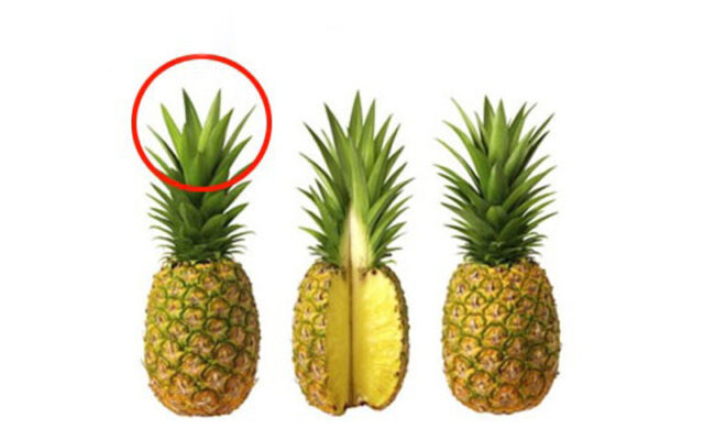 Ăn búp dứa để nhiều sữa