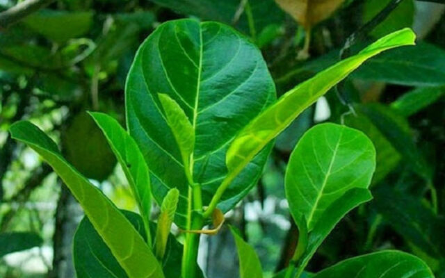 Bí quyết dân gian gọi sữa về bằng lá mít