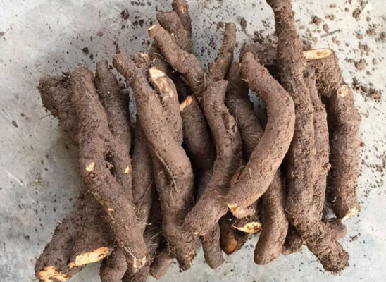 Có nên uống củ gai trước khi mang thai?