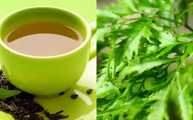 Lá đinh lăng lưu thông khí huyết