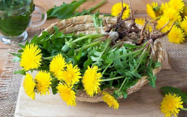 Nước lá bồ công anh kích thích tiết sữa