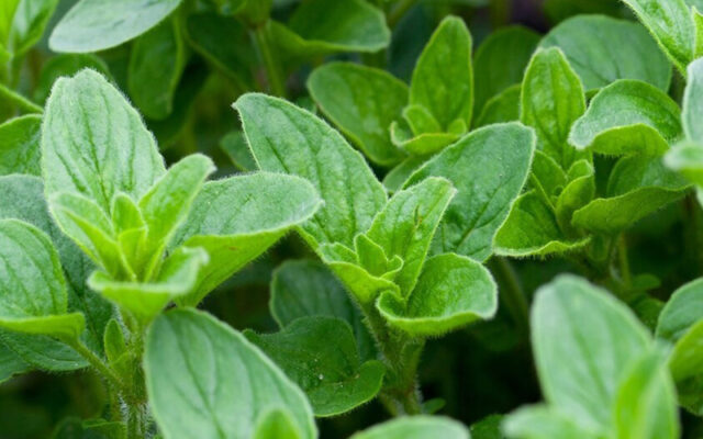 Dùng thực phẩm để làm giảm sữa